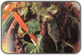 Salmon Skin Salad