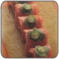 Tuna with Jalapeno